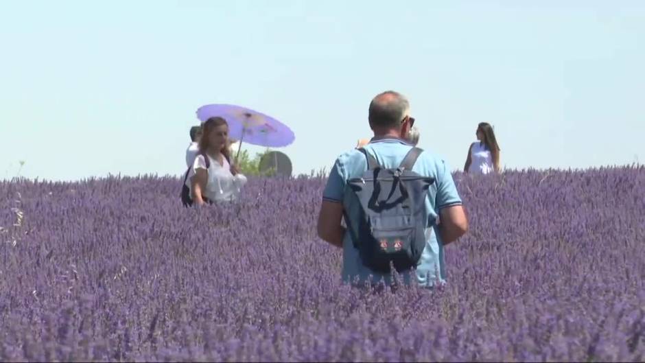 La floración de la lavanda convierte a Brihuega en atractivo turístico