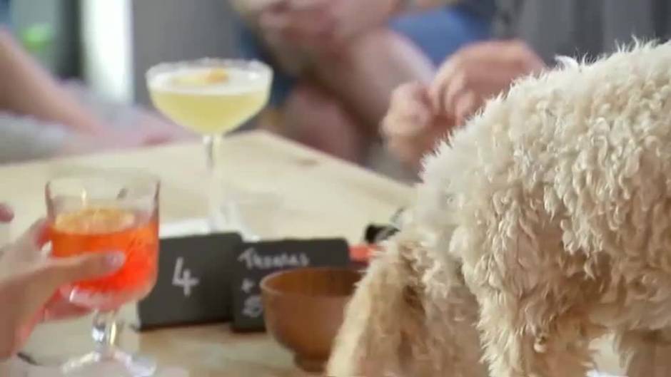 Londres inaugura un bar de copas para perros y humanos