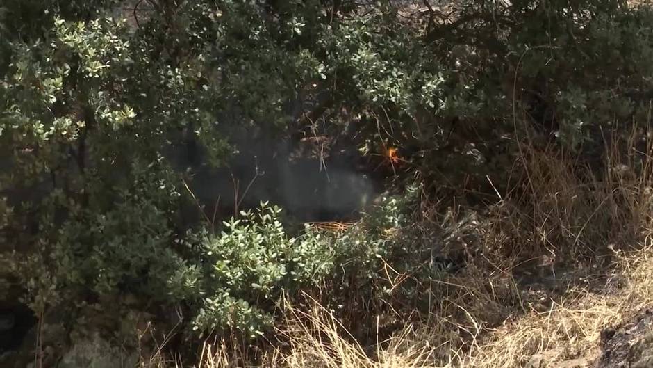 Matorral y pino bajo, vegetación afectada por el incendio en el Pantano de San Juan