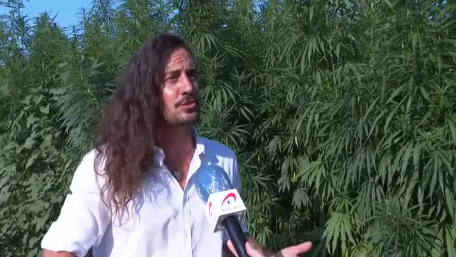 Los cultivos legales de marihuana, un sector en auge en nuestro país.