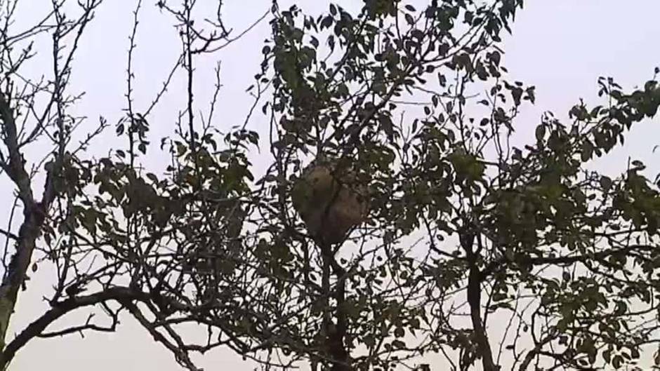 Drones cargados con balas de veneno luchan contra las plagas de avispa asiática en Oviedo