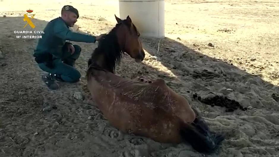 Maltrato animal en Alcalá de Guadaíra