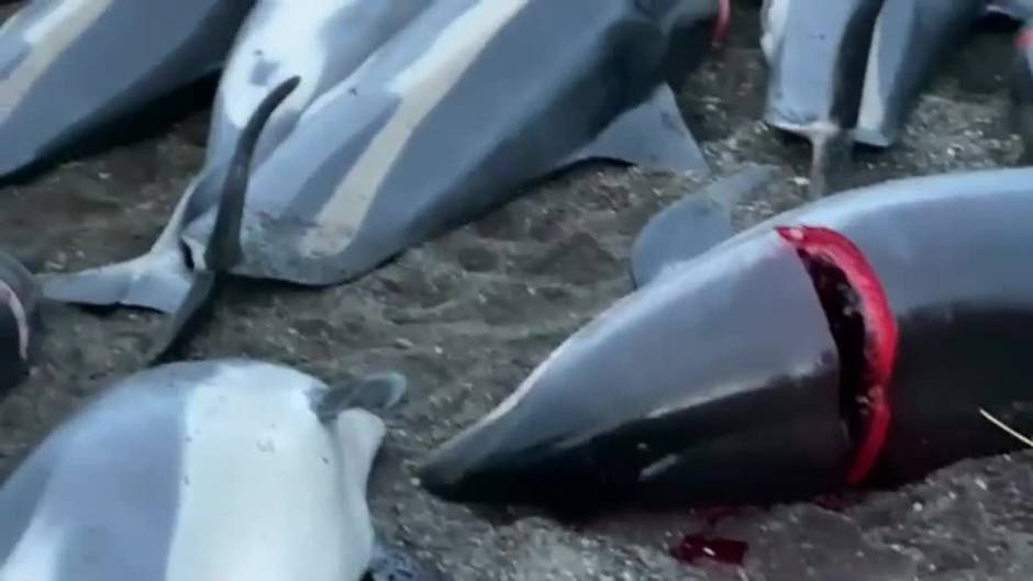 Masacre de 1.500 delfines por los pescadores de Islas Feroe