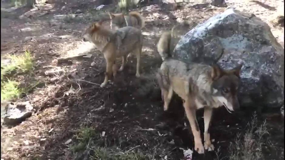 CyL recurrirá la inclusión del lobo en el LESPRE y las OPA avisan movilizaciones