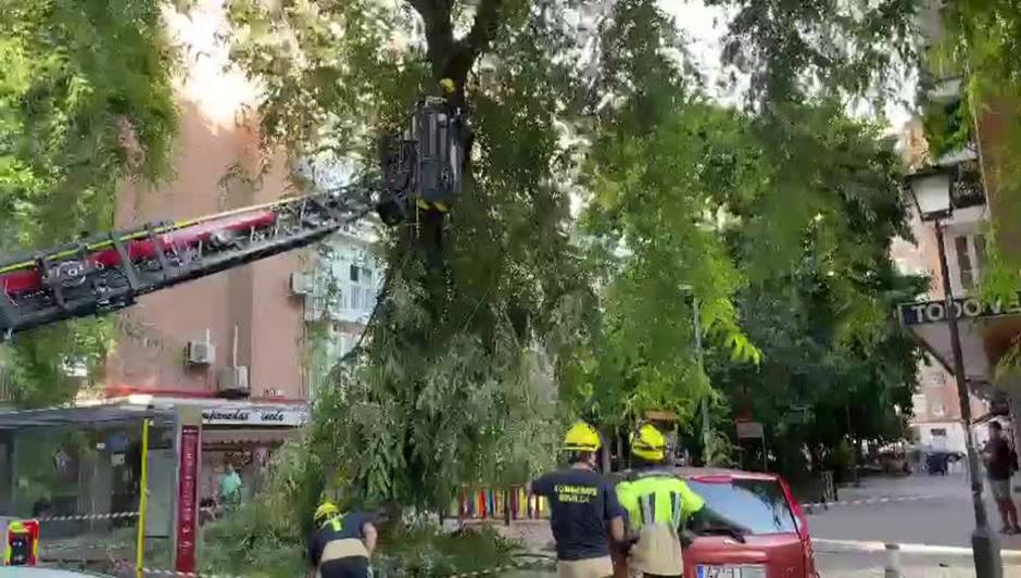 Cae una rama de gran porte en la calle San Jacinto de Sevilla debido al viento