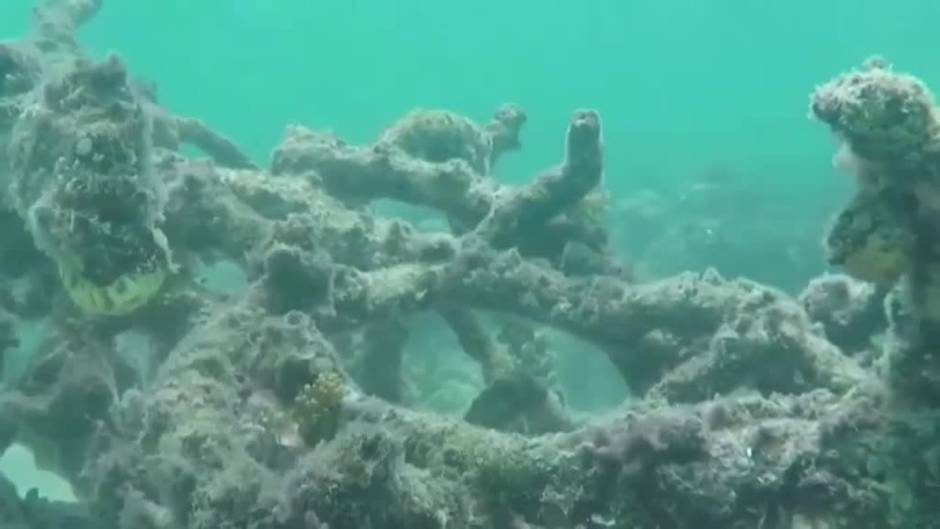 Peligran los arrecifes de coral