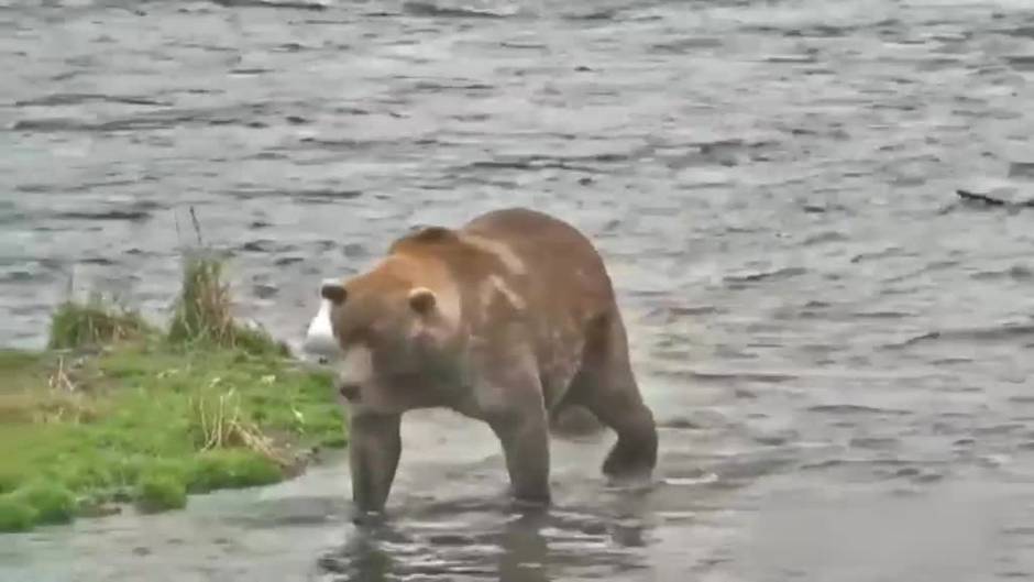 Otis, el oso más "hermoso" de Alaska