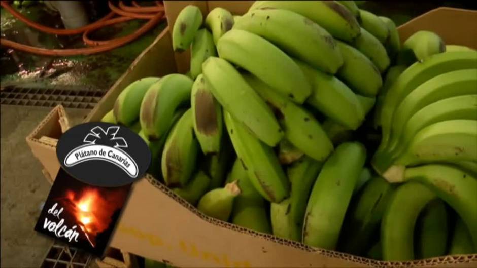 Los plátanos de La Palma llevarán una etiqueta para garantizar su calidad