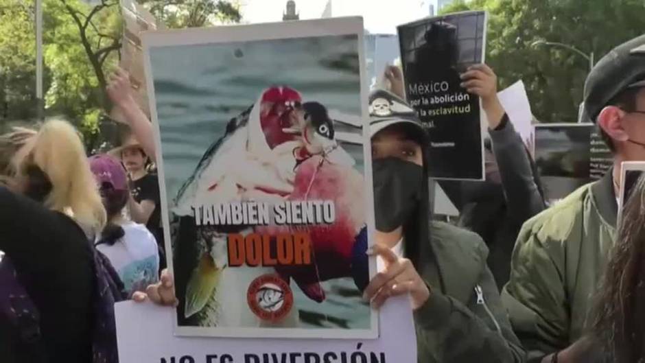 Cientos de personas en México toman las calles en defensa de los derechos de los animales