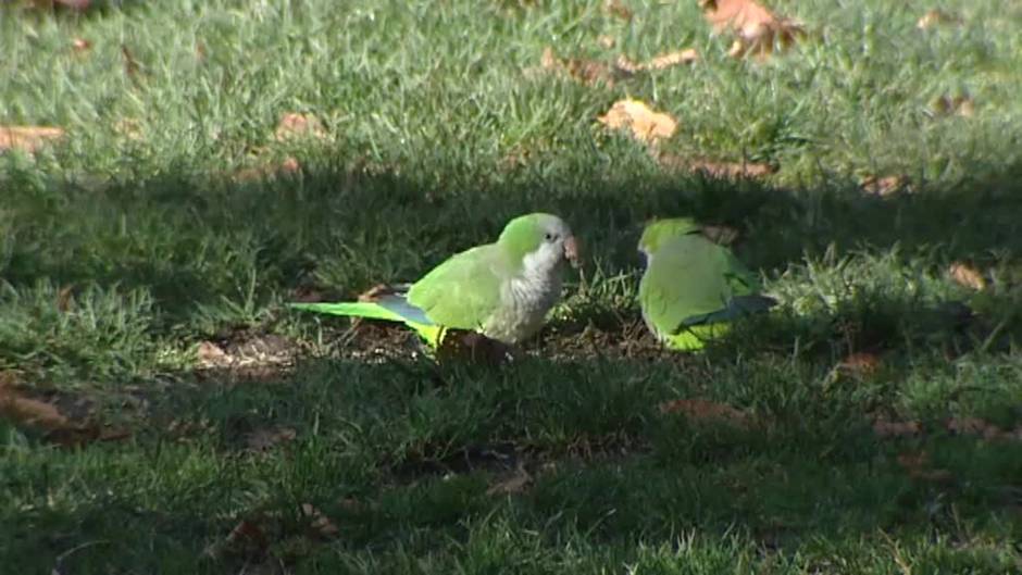 A tiro limpio en un parque madrileño para eliminar a las cotorras