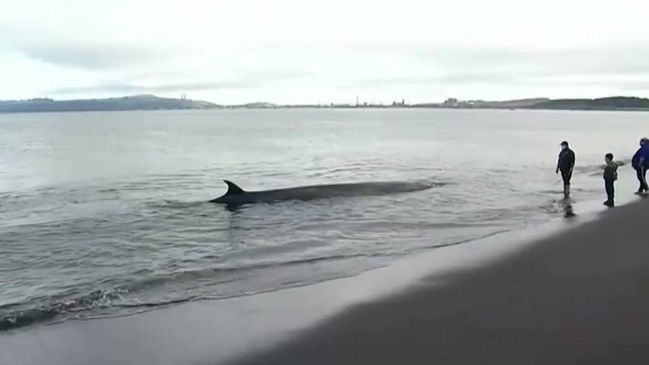 Rescate de una ballena varada en las costas chilenas de Hualpén