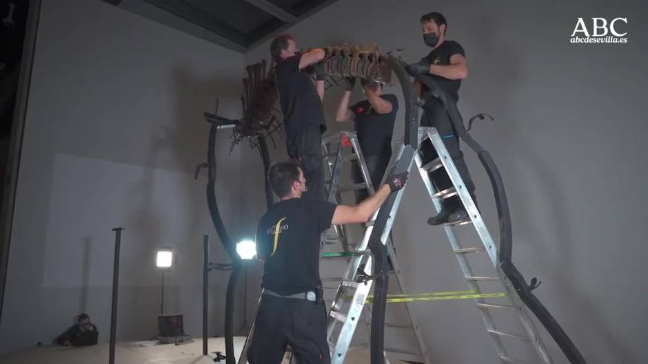 ¿Cómo se monta el esqueleto de un mamut fosilizado de 50.000 años?