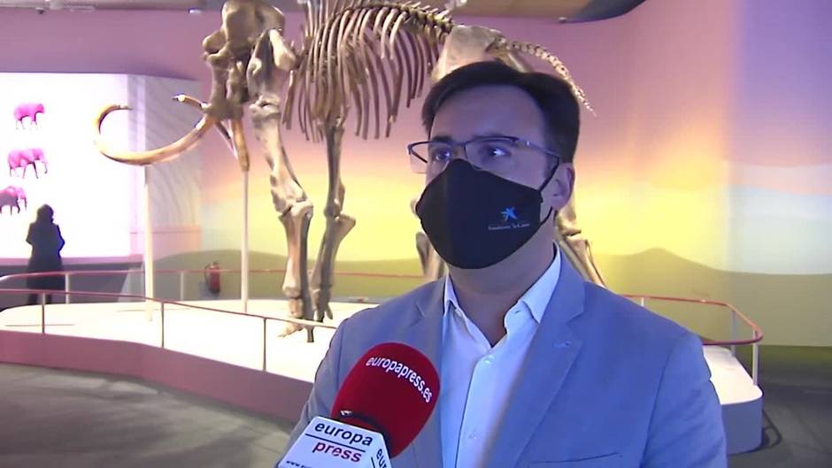 Una exposición en Sevilla cuenta con un mamut original de hace 50.000 años