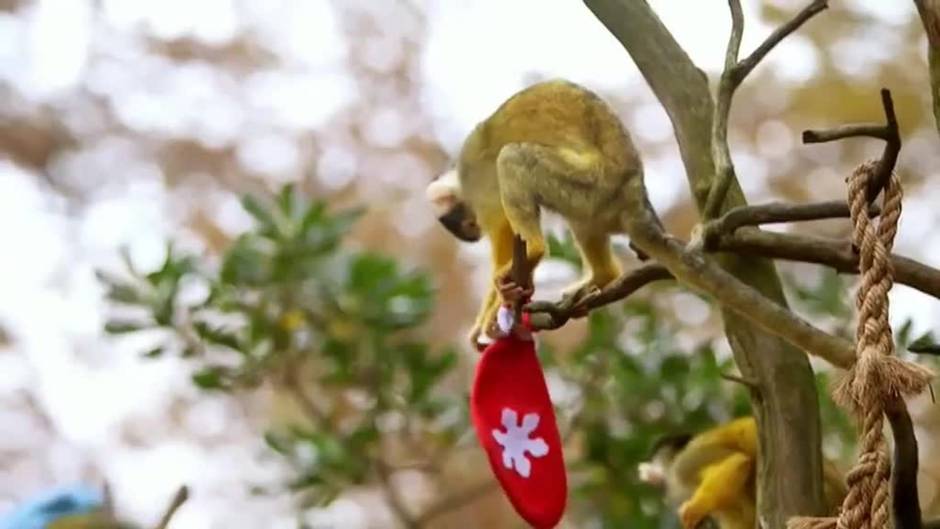 Los monos del zoo de Londres reciben por adelantado la visita de Papa Noel