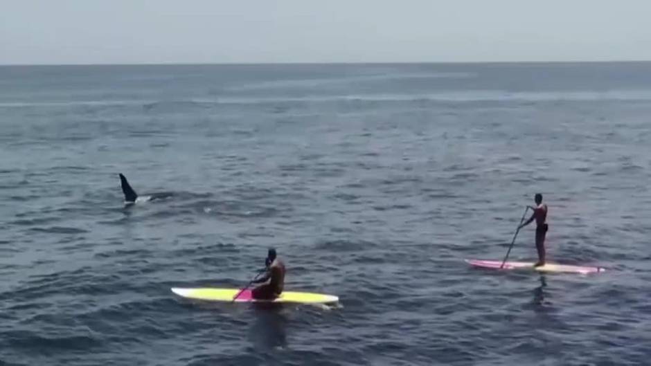 Una familia de orcas sorprende a los bañistas de la playa de Ipanema de Río de Janeiro