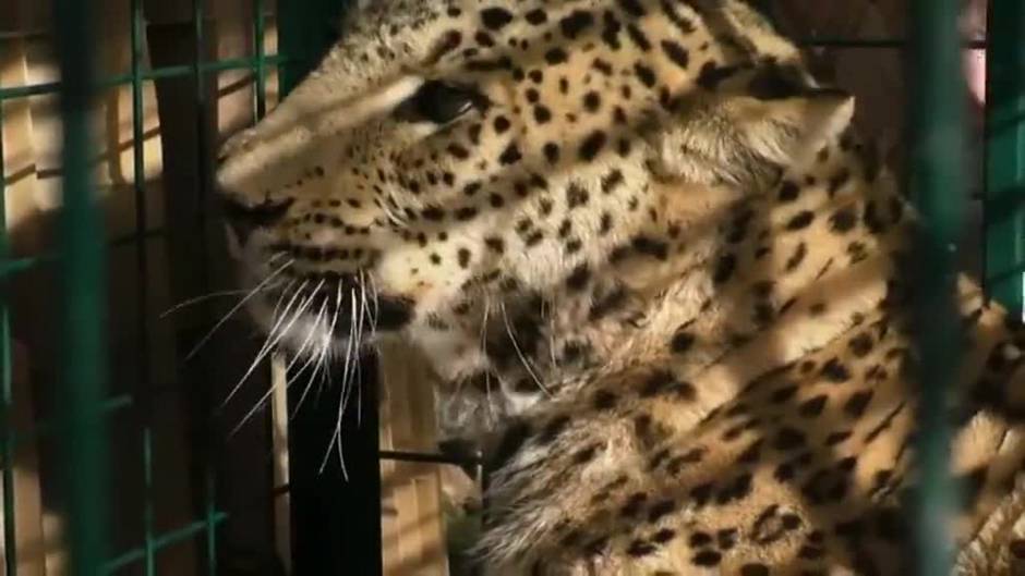 Un grupo de rescate en la región del Kurdistán encuentra un leopardo herido