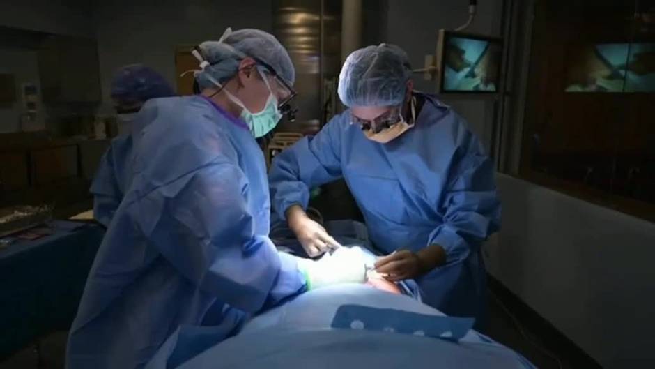 Los problemas de los xenotrasplantes que tiene que solventar la ciencia