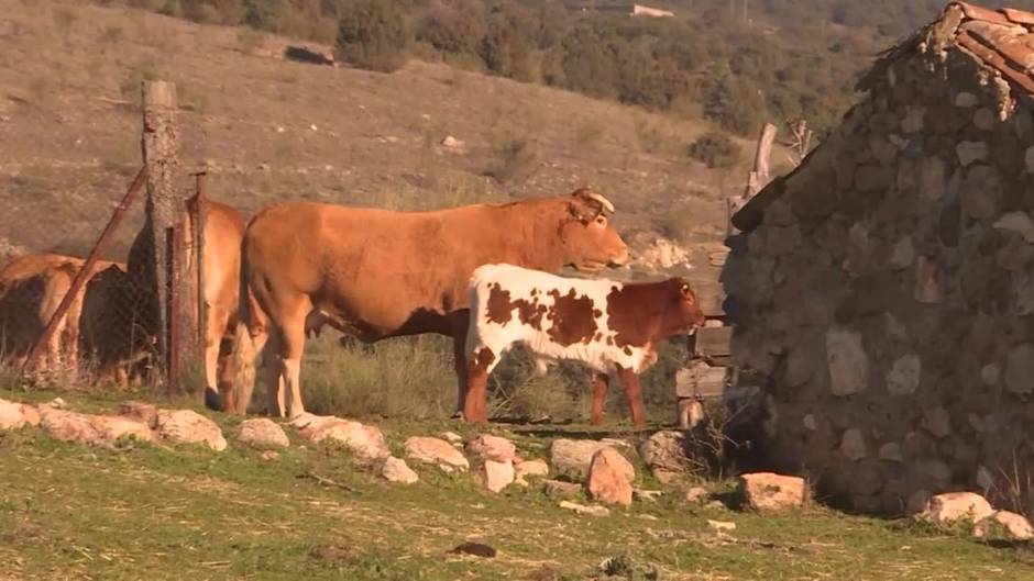 El medio rural convoca una gran manifestación en Madrid el 20 de marzo