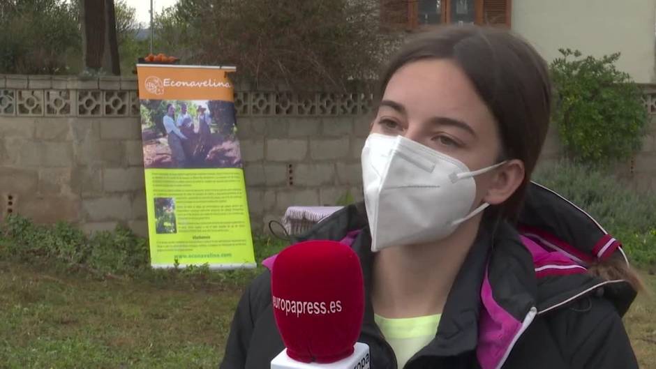 Agricultora promueve en redes la recogida de naranjas en su campo