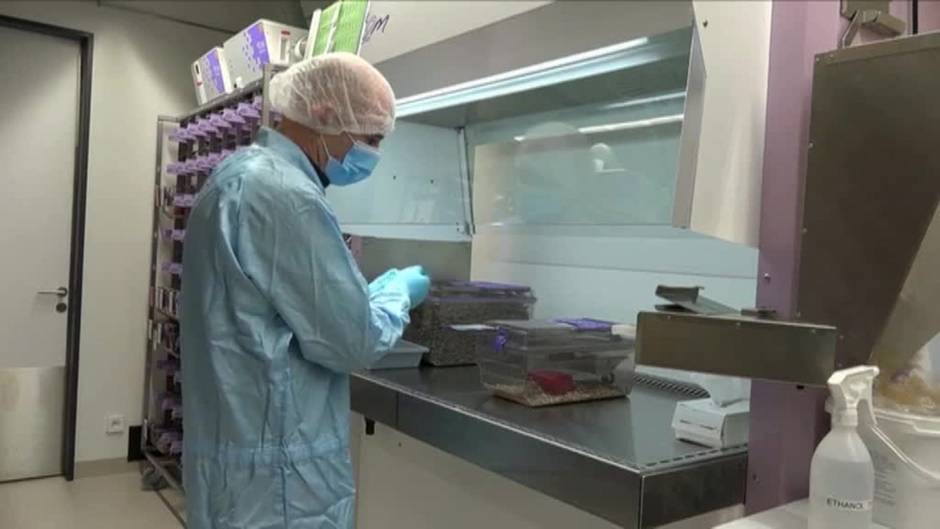 Suiza vota el próximo domingo si se convierte en el primer país en prohibir las pruebas médicas en animales