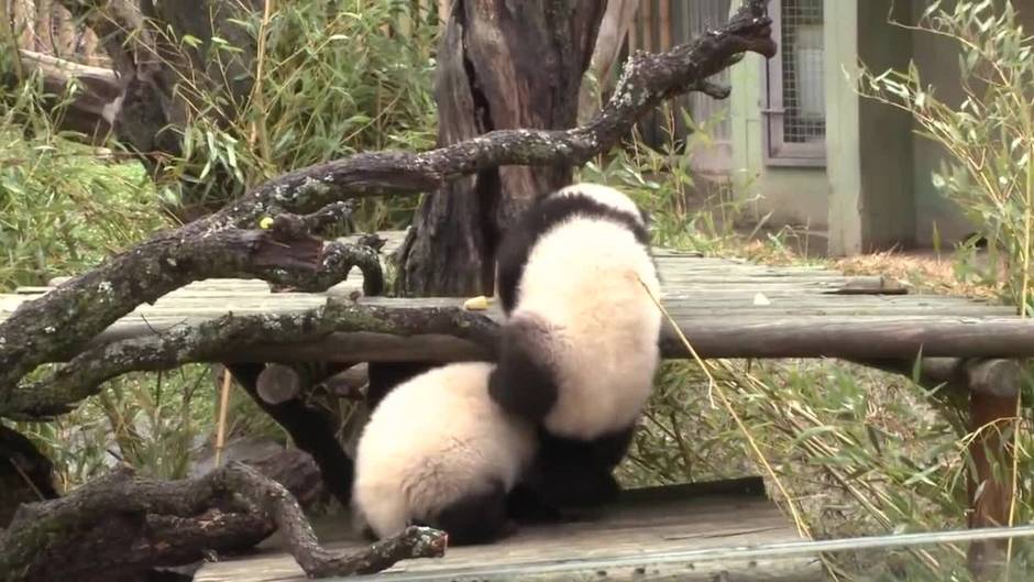 La reina Sofía conoce a los nuevos osos pandas gemelos del Zoo de Madrid