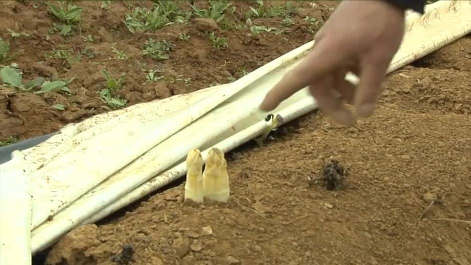 Un invierno seco y una primera inestable complican el camino del espárrago blanco este año