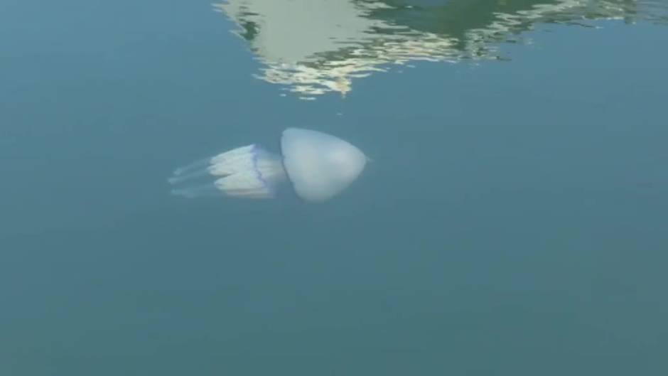 Oxígeno para el Mar Menor