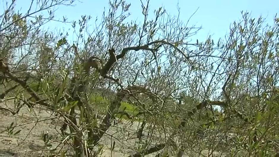 La contaminación y el calor originan una impresionante plaga de mosquitos en Castellón