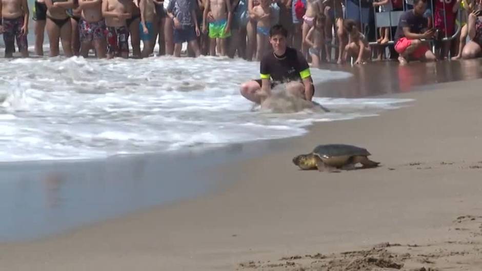 Barcelona libera cinco ejemplares de tortuga boba capturados por pesca accidental