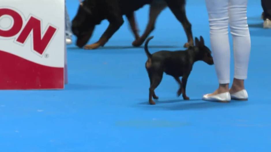 World Dog Show se despide en Ifema tras un fin de semana repleto de actividades