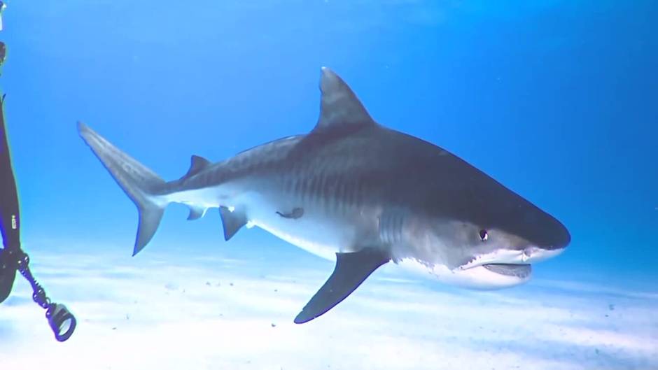 'Sharks de Brian Skerry', la exposición inmersiva que desmitifica al tiburón