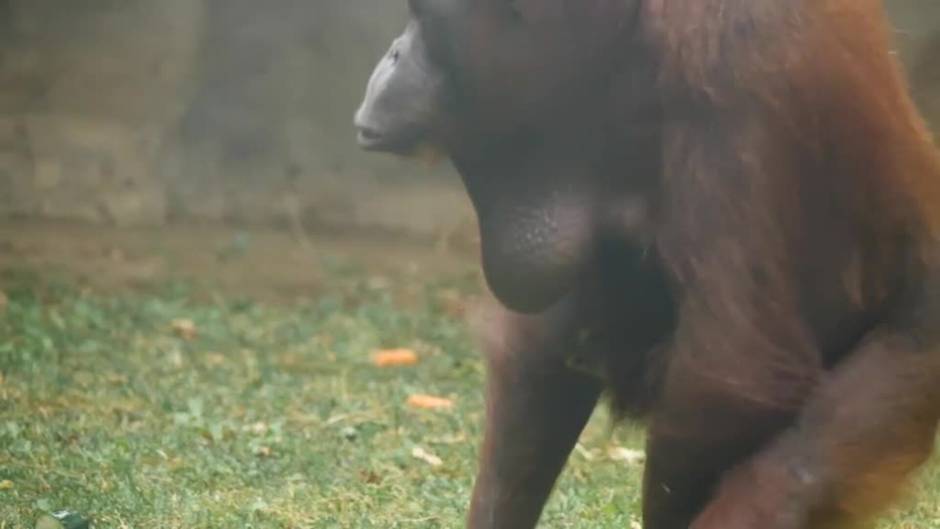 Muestran junto a su madre a la nueva cría de orangután de Borneo nacida en mayo en el zoo de Barcelona