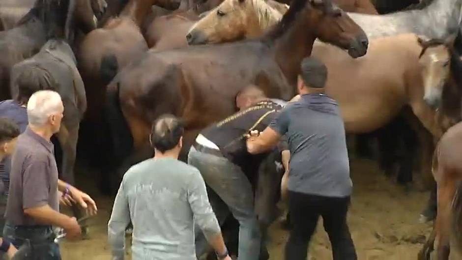 Sabucedo celebra su cita ancestral entre aloitadores y caballos salvajes en la Rapa das Bestas