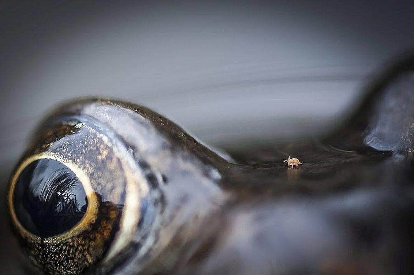 ojo. de un bicho