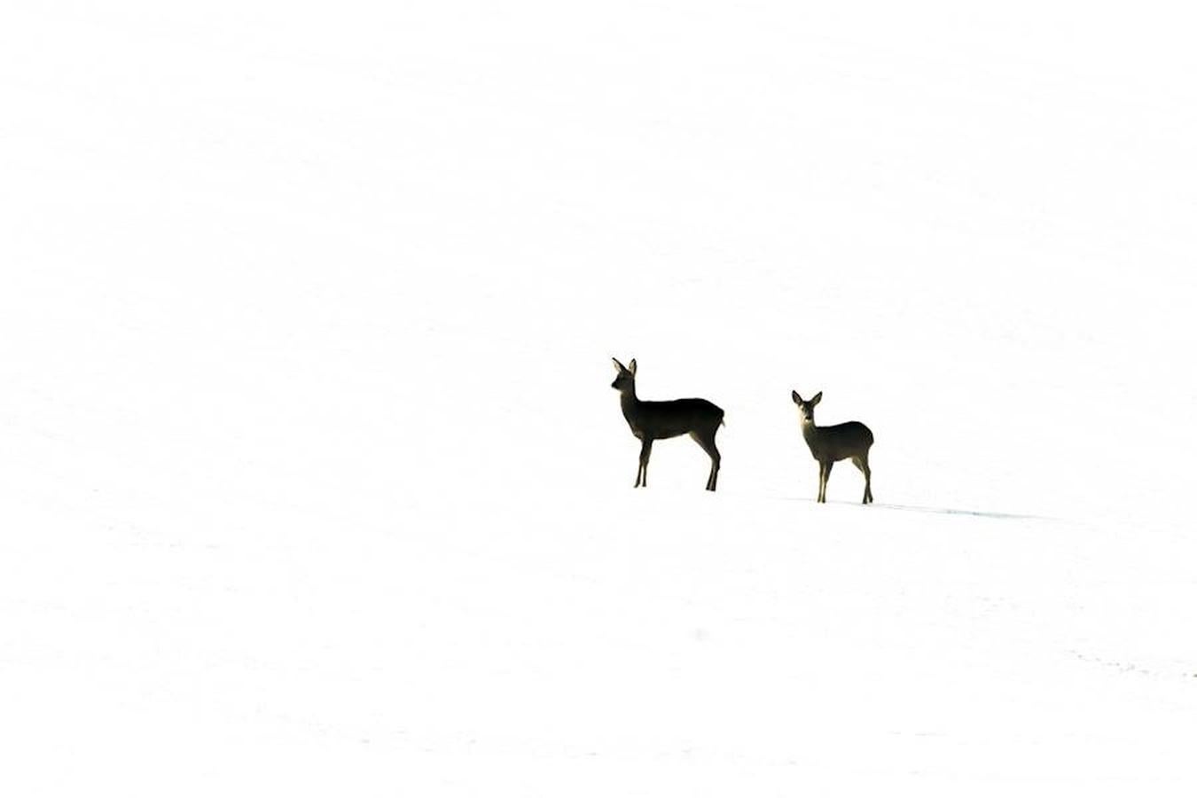 Cuervos en al nieve. en la blanca nieve