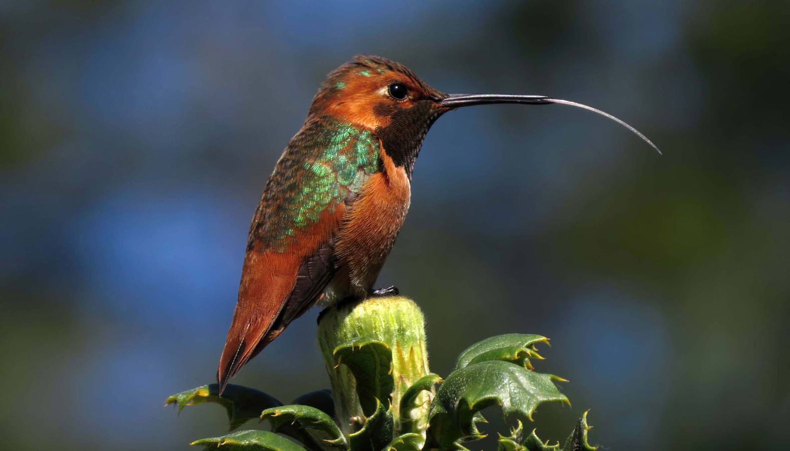 Colibrí de Allen. «El cambio climático generará más perdedores que ganadores» es su primera conclusión