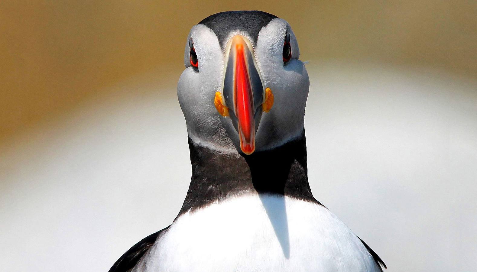 Frailecillo atlántico. La mayoría de las especies de aves reducirán su área de distribución, incrementándose así el riesgo de extinción, apuntan los ornitólogos.