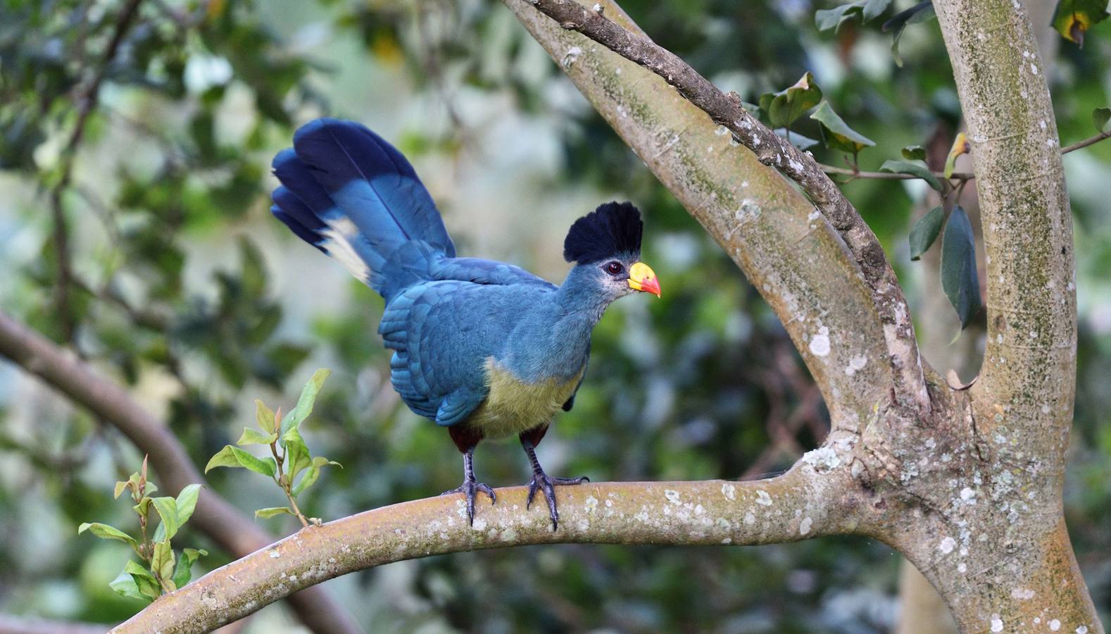 Turaco gigante. Se interrumpirá la interacción entre especies y ecosistemas.