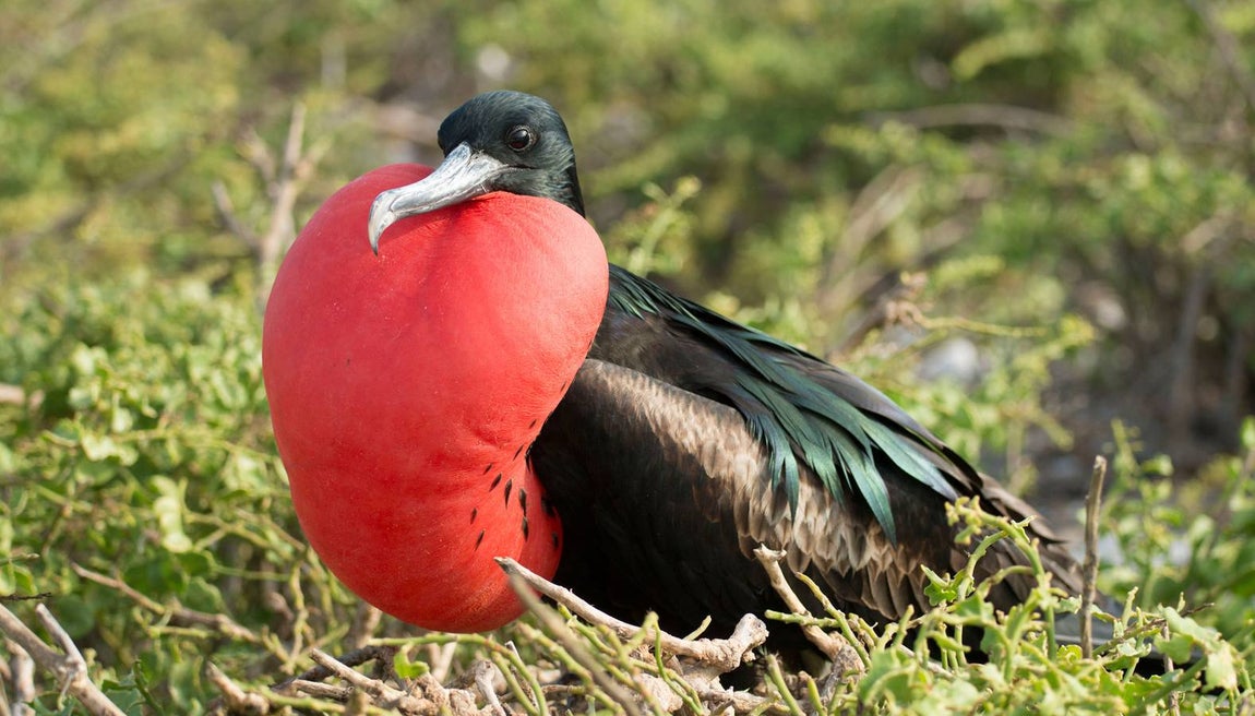 Fregata magnificens. Ciertas amenazas actuales, incluidos fenómenos climáticos extremos y enfermedades, se agravarán.