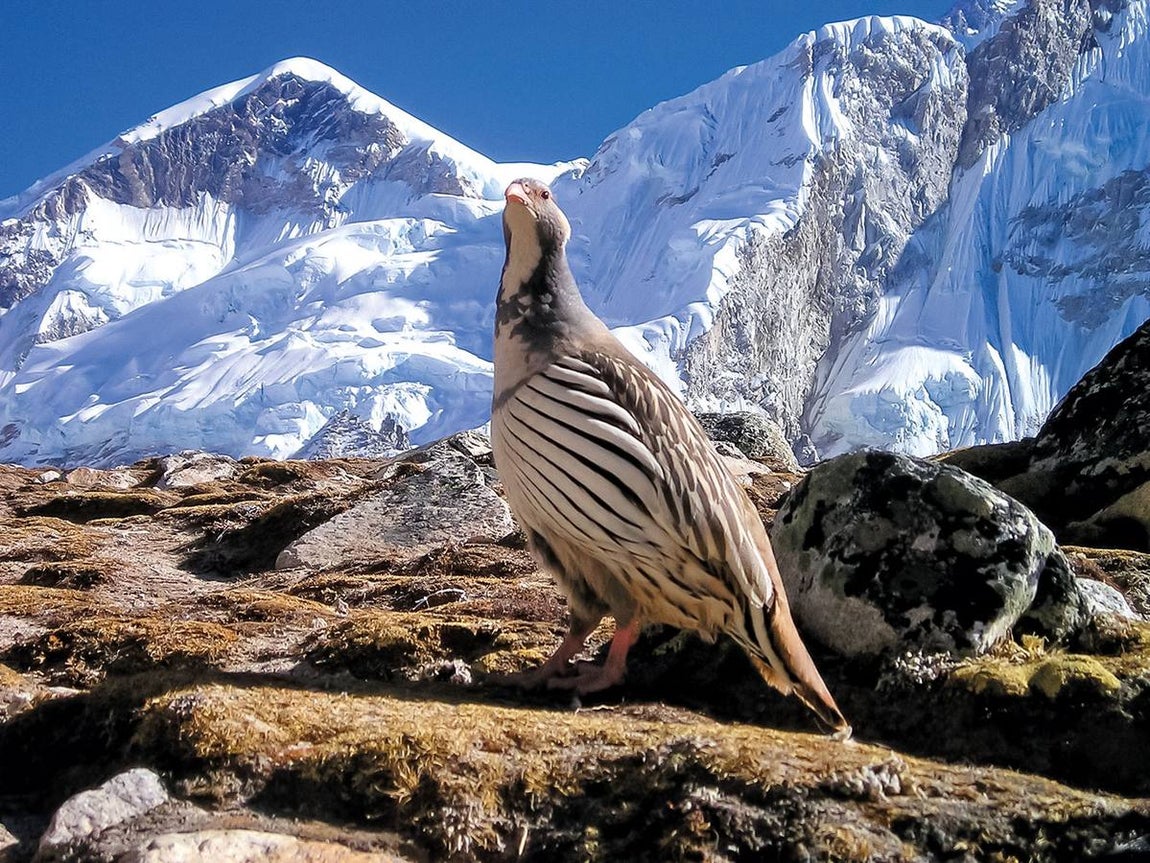 Perdigallo tibetano. La sociedad experimentará muchos de esos riesgos y su respuesta a los mismos podría poner en peligro la naturaleza, subrayan desde Birdlife International.