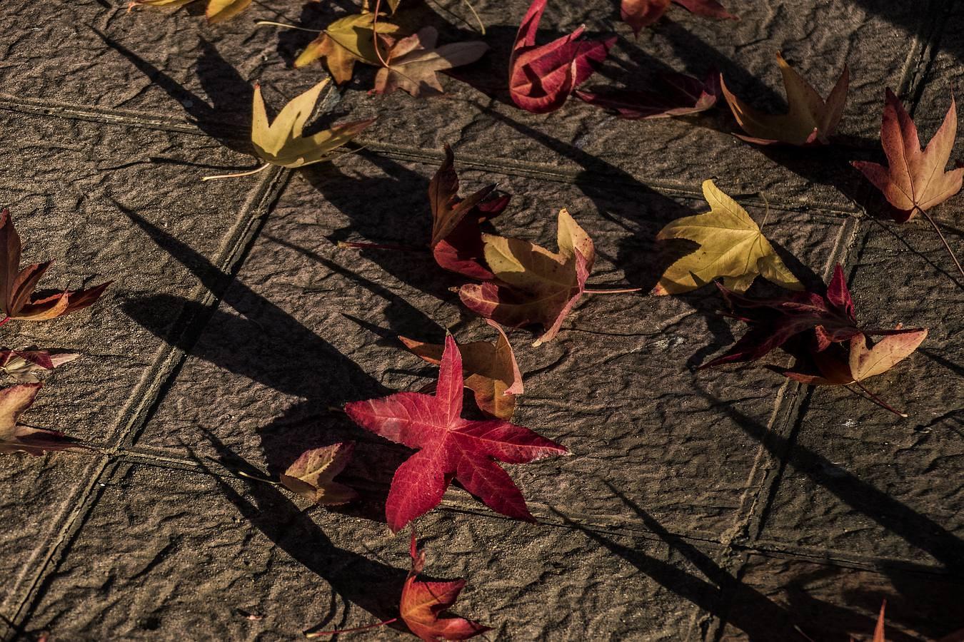 Luces de otoño en Sevilla