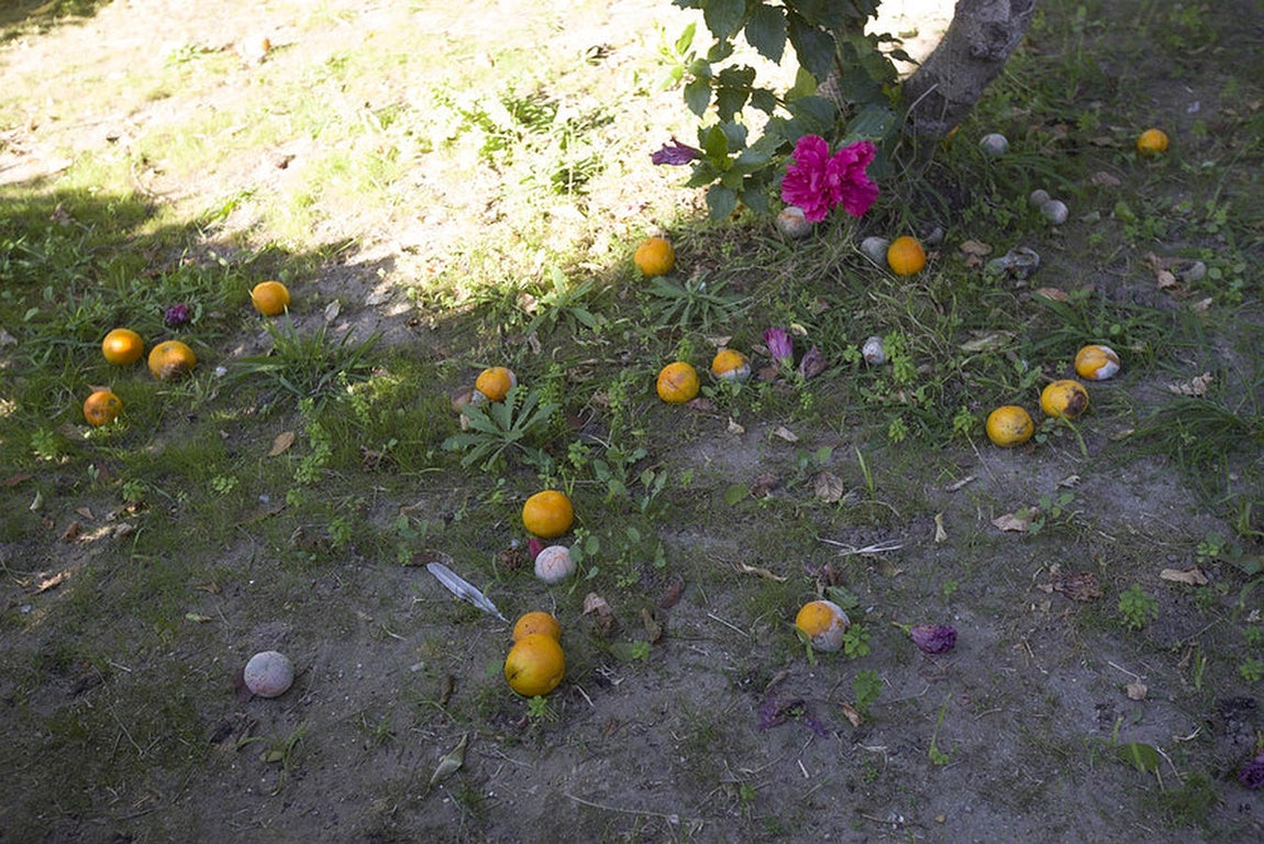 Abandono de los parques y jardines en Cádiz