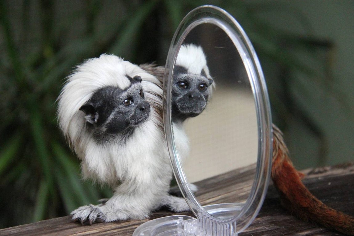 Tití de cabeza blanca. 