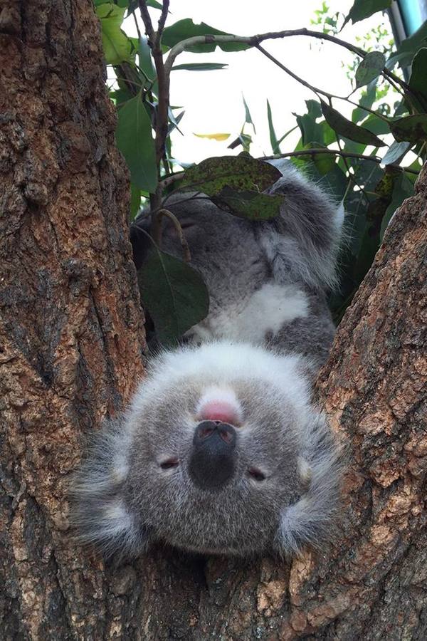 Koala. 