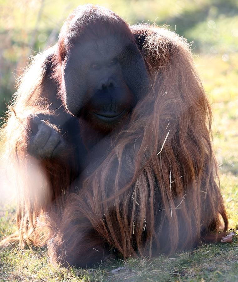Boris, el único orangután protegido en la reserva de primates