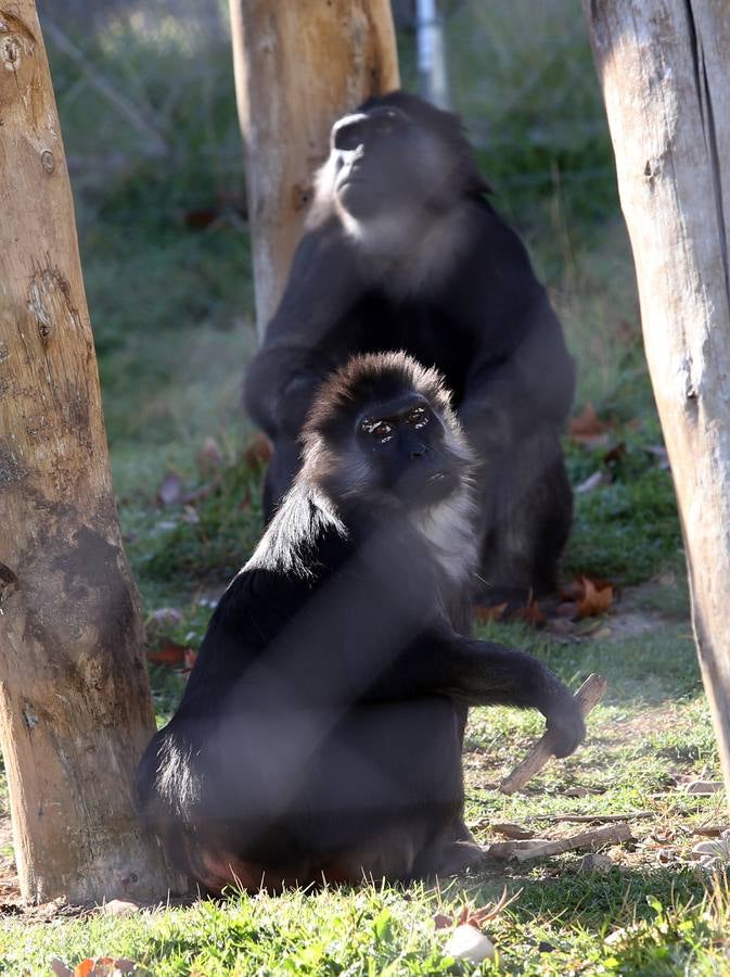 Dos de los simios protegidos en Rainfer, donde cohabitan con otros 133 ejemplares