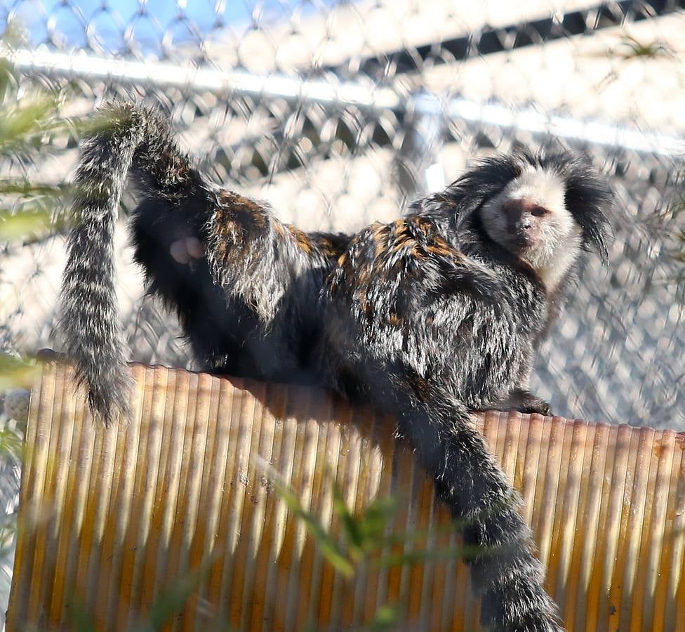 Dos de los pequeños primates que se conservan en Rainfer