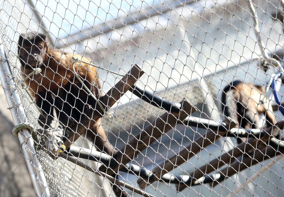 Un capuchino observa desde su jaula