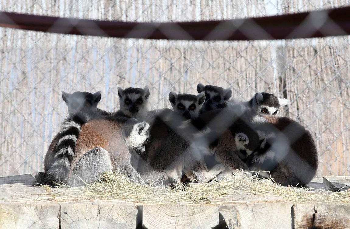 Grupo de lemures en Rainfer, originarios de la isla de Madagascar