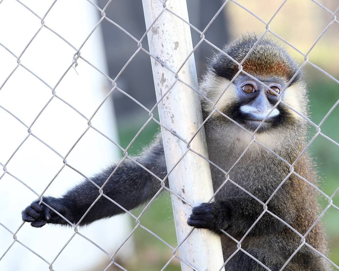 Cercopiteco de hocico azul